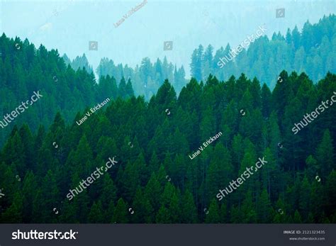 Lush Green Pine Tree Forest Forrest Stock Photo 2121323435 Shutterstock