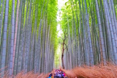 WORST time to visit Japan?! When is BEST time to go for SEASONS in