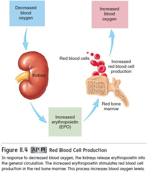 Formed Elements Blood