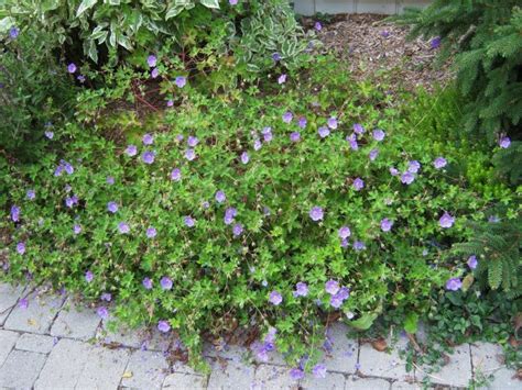 Learn more about geranium 'new hampshire purple' (cranesbill)! geranium new hampshire purple | Plants, Flower garden ...