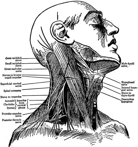 Neck Anatomy Nerves