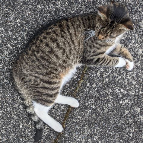 Lost Male Cat, Domestic Short Hair (DSH), Grey tabby with white bib