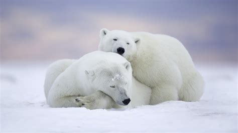 Polar Bears Cold Snow 4k 5k Hd Wallpapers Hd Wallpapers Id 31733