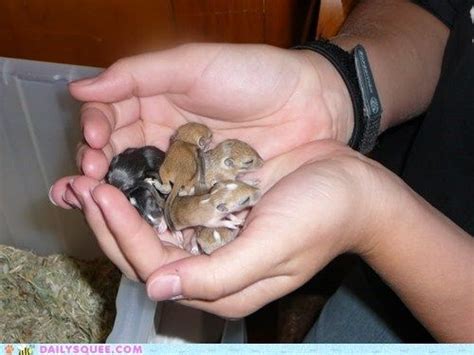 Reader Squee Baby Gerbils Gerbil Cute Rats Cute Funny Animals