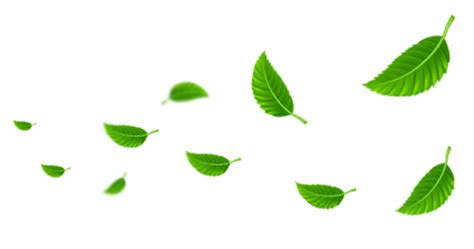 ✓ free for commercial use ✓ high quality images. Paling Bagus 27+ Gambar Daun Vektor Png - Richa Gambar