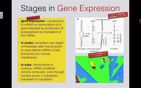 Modification of RNA in eukaryotes (2016) IB Biology 