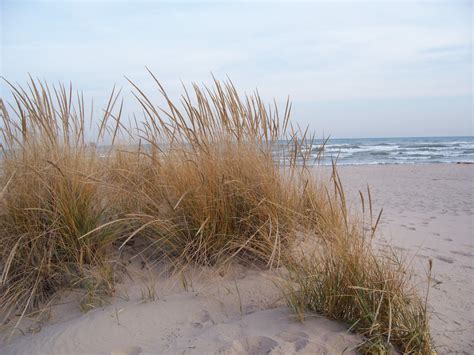 Free Photo Beach Grass Beach Blowing Close Up Free Download Jooinn