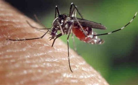 Tiger Mosquito What It Is Where It Is And How To Fight Its Sting