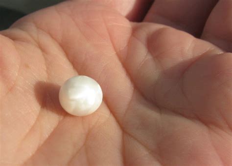 Natural Atlantic Scallop Pearl Huge Beautiful Pearls Scallop