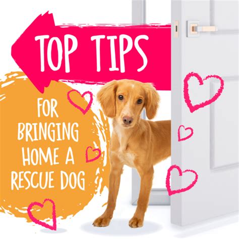 Top Tips For Bringing Home A Rescue Dog Absolute Dogs