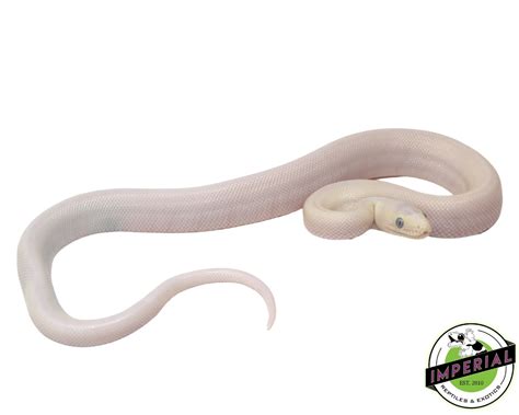 Blue Eyed Leucistic Colombian Rainbow Boa For Sale Imperial Reptiles