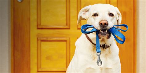 To come to your home, cassi cares sitting services in cincinnati, oh, charges $10/hour plus $2/hour for each additional pet. Cincinnati Pet Sitting | Dog Walking | Overnight Pet ...