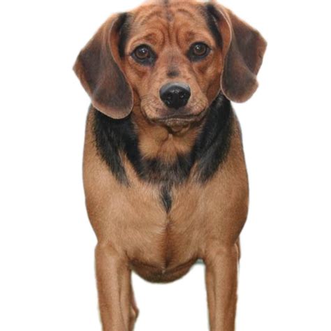 Meagle Dog Breed Guide