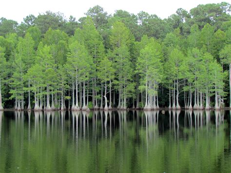 Elevation of Spring Lake, NC, USA - Topographic Map - Altitude Map