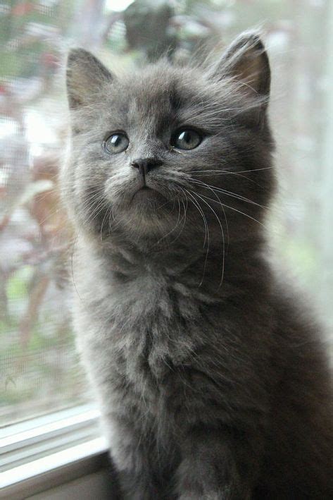 Grey Kitten With Images Grey Kitten Kitten Adoption Grey Cats