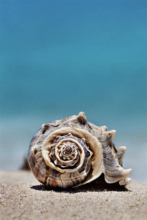 Seashell By Seashore Photograph By Evgeniya Lystsova Fine Art America