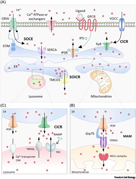 Calcium Homeostasis And Cancer Insights From Endoplasmic Reticulum Centered Organelle