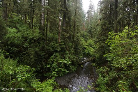 Temperate Rain Forest On Washingtons Olympic Peninsula Olympic