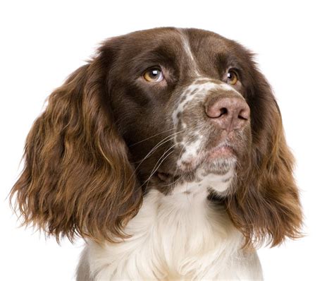 Are Pig Ears Better For A English Springer Spaniel Than Rawhide Ears