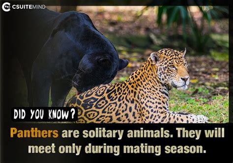 Fact Panthers Are Solitary Animals They Will Meet Only During Mating
