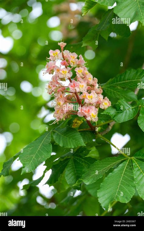 Damask Red Horse Chestnut Hi Res Stock Photography And Images Alamy