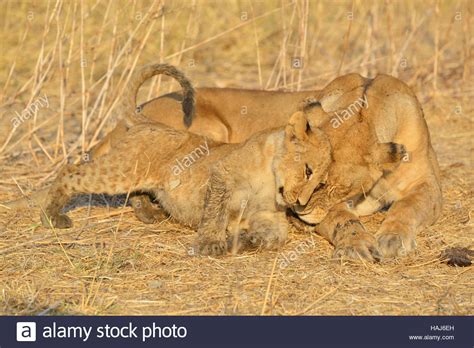 Lioness And Cub Stock Photo Alamy