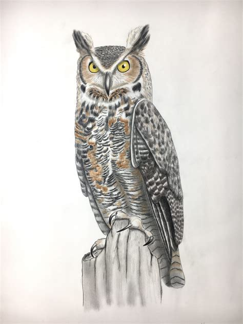 Details 63 Great Horned Owl Sketch Latest Vn