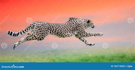 Cheetah Run At Beautiful Sunset Stock Image Image Of Colourful Close