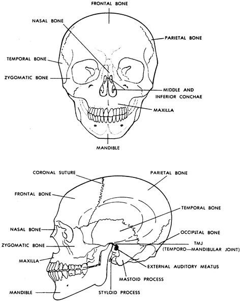 How Many Bones In The Face And Head Muscles And Bones Of The Face