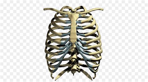 Rib Cage Heart Human Skeleton Anatomy Skeleton Hand Png Download Free Transparent