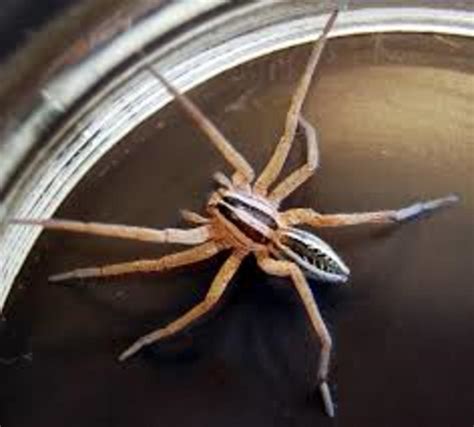 The Wolf Spider Venomous But Preys On More Dangerous Spiders Hubpages