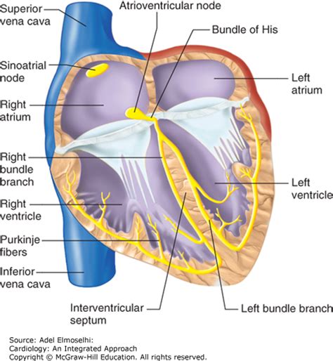 Left Ventricular Anatomy Anatomy Book