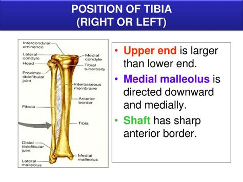 If one value is set, this radius applies to all 4 corners. PPT - BONES OF LOWER LIMB PowerPoint Presentation - ID:2856297