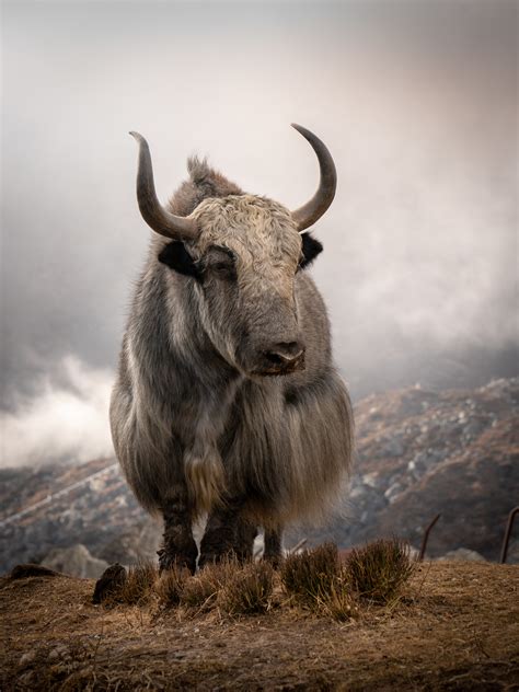 The Yak | Pets & Domesticated Animals 2019 Shortlist | British