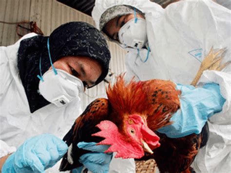 Según los expertos, que reiteran que se trata de un caso aislado, el virus h10n3 no tiene la capacidad de infectar de manera efectiva a humanos. Gripe aviar amenaza de nuevo | EL DEBATE