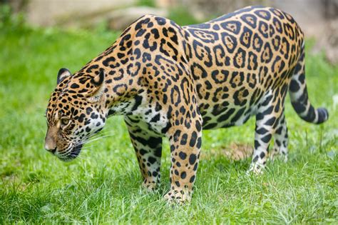 Jaguar Free Stock Photo - Public Domain Pictures