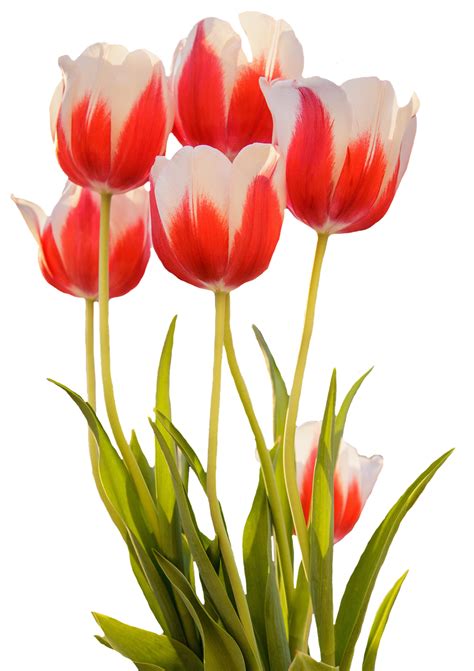 Free Photo Tulips Red Spring Flower Free Image On Pixabay 1385999