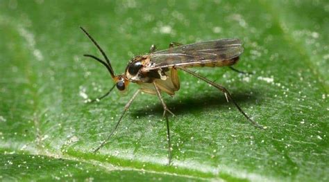 What Are Fungus Gnats How To Get Rid Of Them Easily Simplify Gardening