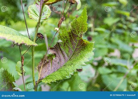 Withered Leaf Of A Plant After Treatment With Pesticides Stock Image