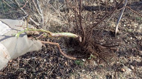 Roots The Most Important Factor For Healthy Plant Growth