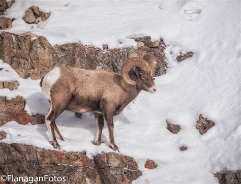 Rocky Mountain Bighorn Sheep Come Down To The Lamar Valley Floor In