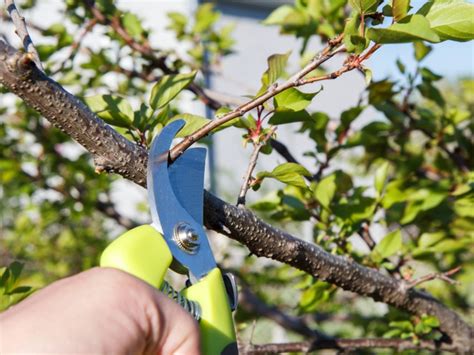 Apricot Pruning Tips How And When To Prune Apricot Trees