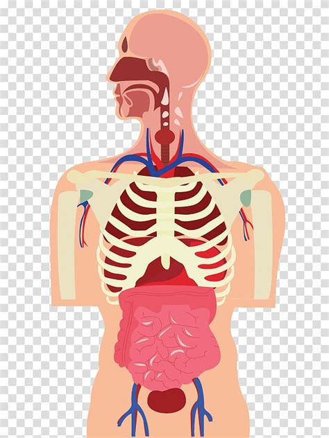 Human Body Organs Transparent Clip Art Library