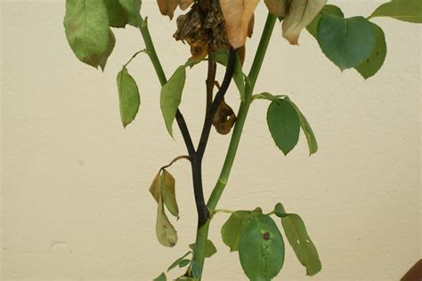 Botrytis On Roses Ludwigs Roses