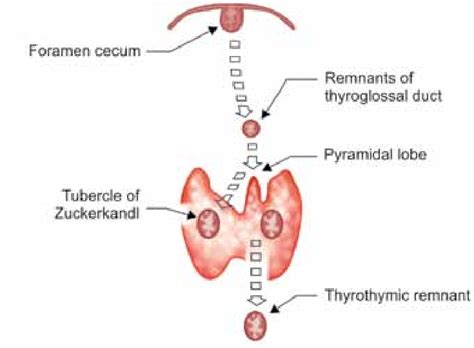 Development Of Embryological Remnants Of Thyroid Gland Download