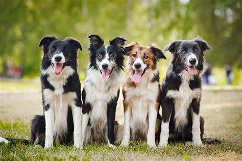Border Collie Dog Breed Information Temperament And Health