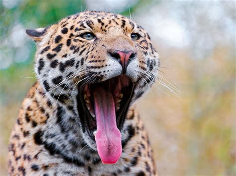 3776x2832 Jaguar Mouth Tongue Teeth Big Cat Muzzle Wallpaper