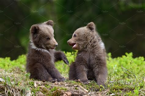 Bear Cub Stock Photo Containing Bear And Animal Animal Stock Photos