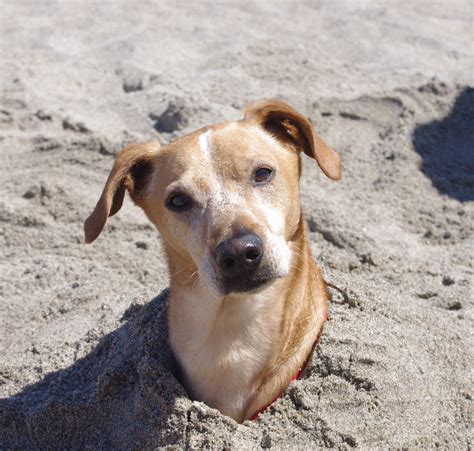Tanner Buried In Sand He Loves It Pet Photos Summer Bucket Lists
