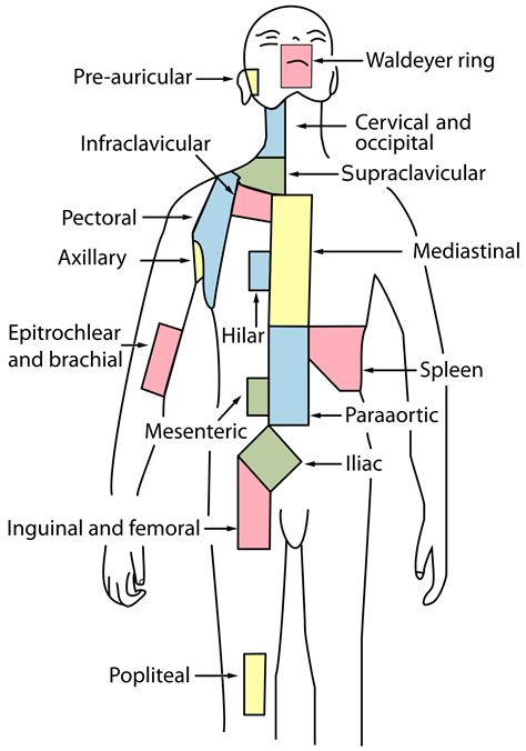 The lymph nodes of the head and neck can be divided into two groups; Cervical lymph nodes - Wikipedia